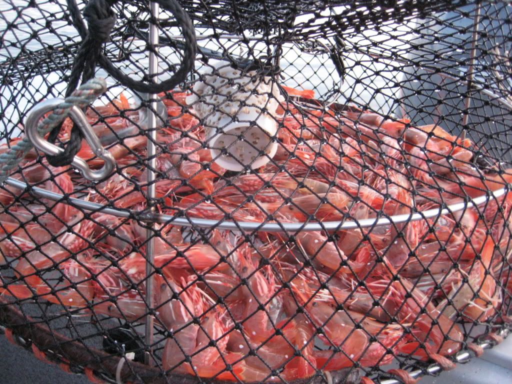 Shrimp pot bait jars