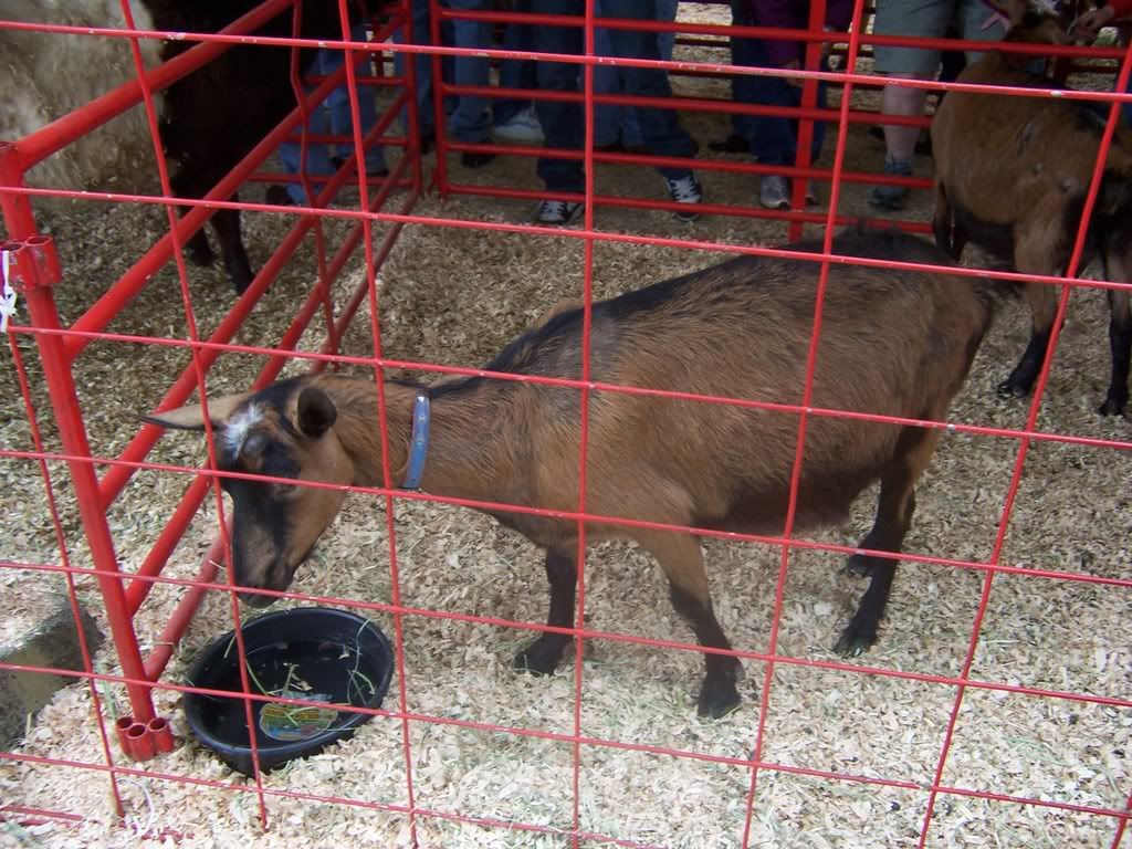 The Petting Zoo Goat
