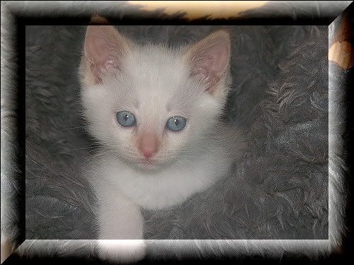 Merlin2
