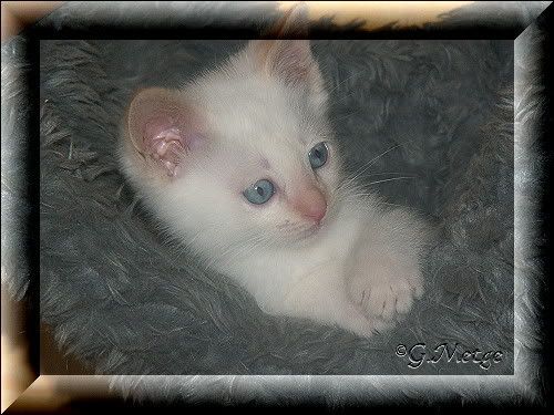 Merlin4