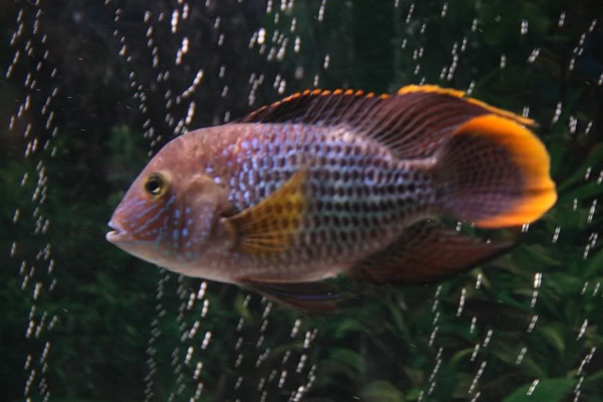 Gt Cichlid