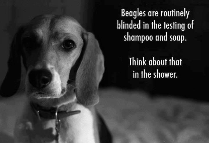beagle_plea-1.jpg