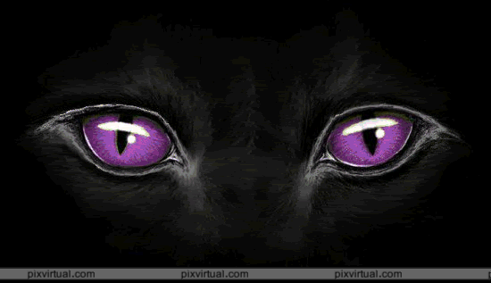 Cat's eyes Pictures, Images and Photos