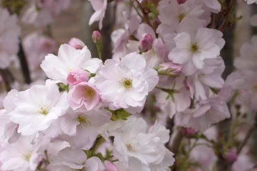 apple blossoms Pictures, Images and Photos
