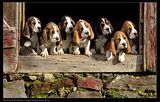 th_dogs.jpg