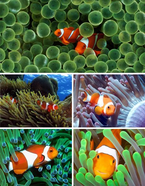 Clown Fish in Sea Anemonies Symbiosis