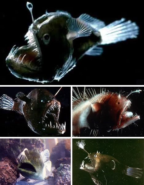 Deepsea Glowing Angler Fish