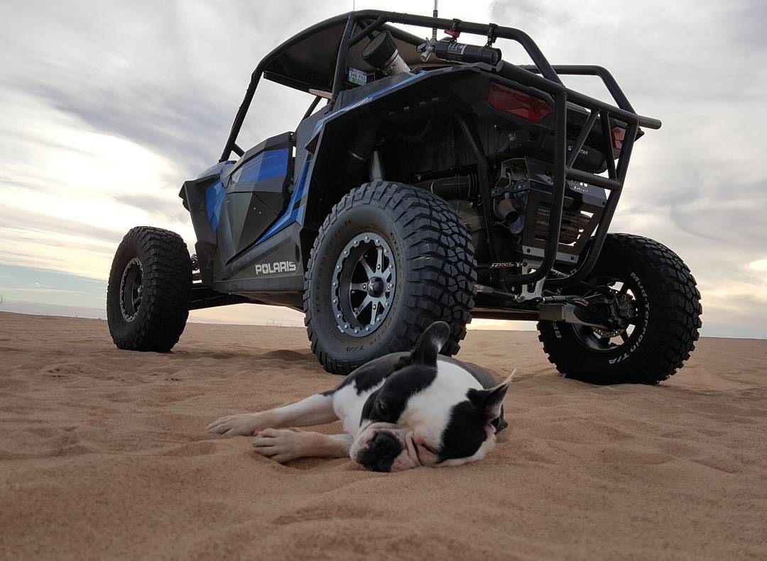 Anybody Riding with their Dogs? Polaris RZR Forum RZR