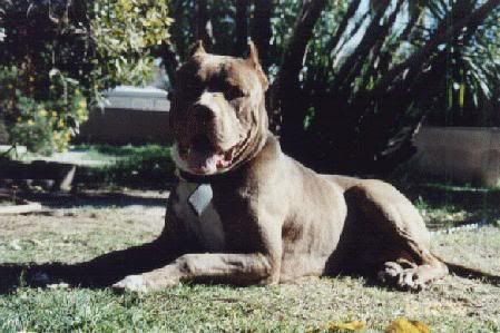 Neo based bandog Pictures, Images and Photos
