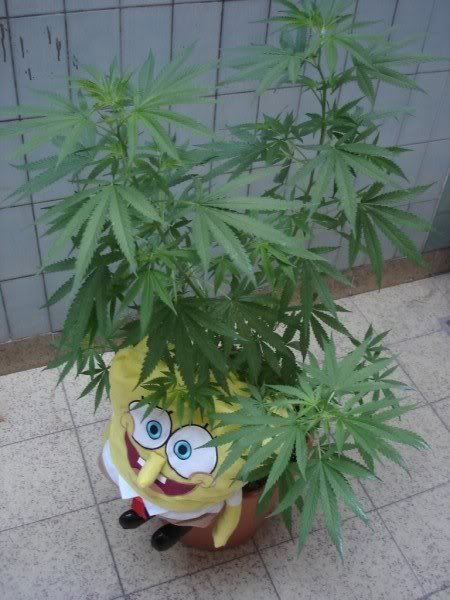 bob esponja bob esponja