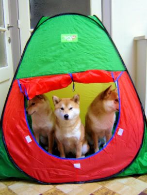 Shiba's in tent