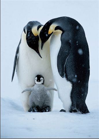 Penguin Family Pictures, Images and Photos