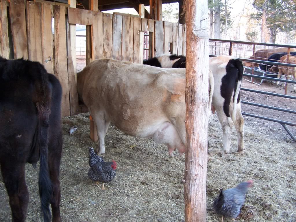 Here's my setup.  What's yours? - Cattle