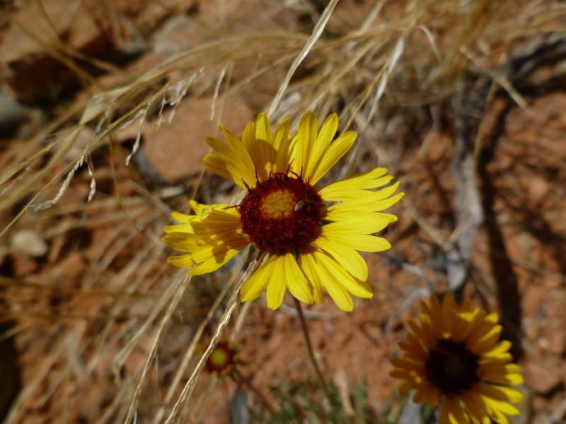 P1000805.jpg