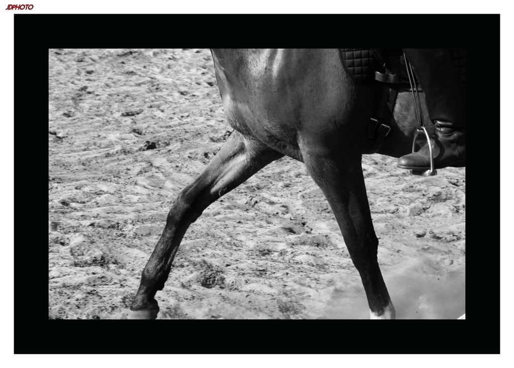 IMAGE: http://i162.photobucket.com/albums/t260/JDSKATE/EquestrianBWseries.jpg