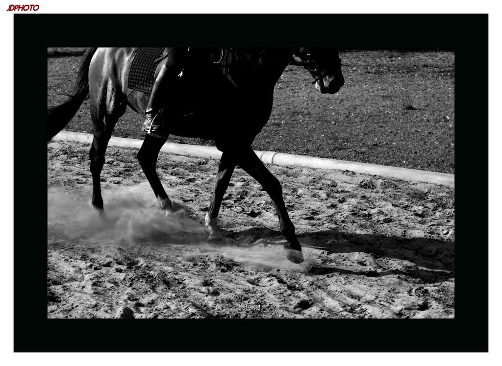 IMAGE: http://i162.photobucket.com/albums/t260/JDSKATE/EquestrianBWseries2.jpg
