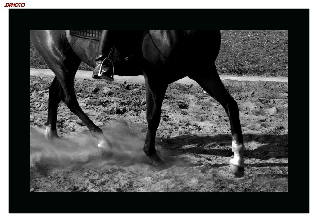 IMAGE: http://i162.photobucket.com/albums/t260/JDSKATE/EquestrianBWseries3.jpg