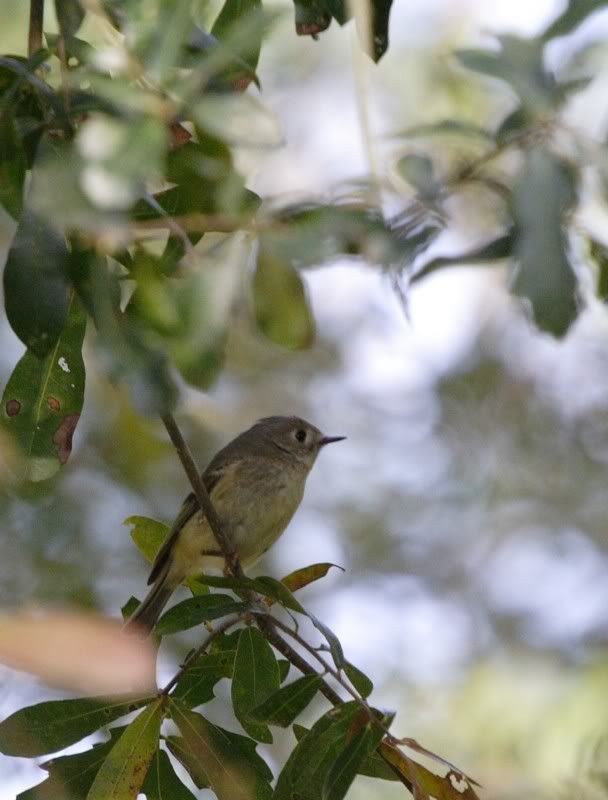 IMAGE: http://i162.photobucket.com/albums/t260/JDSKATE/IMG_1124edit.jpg