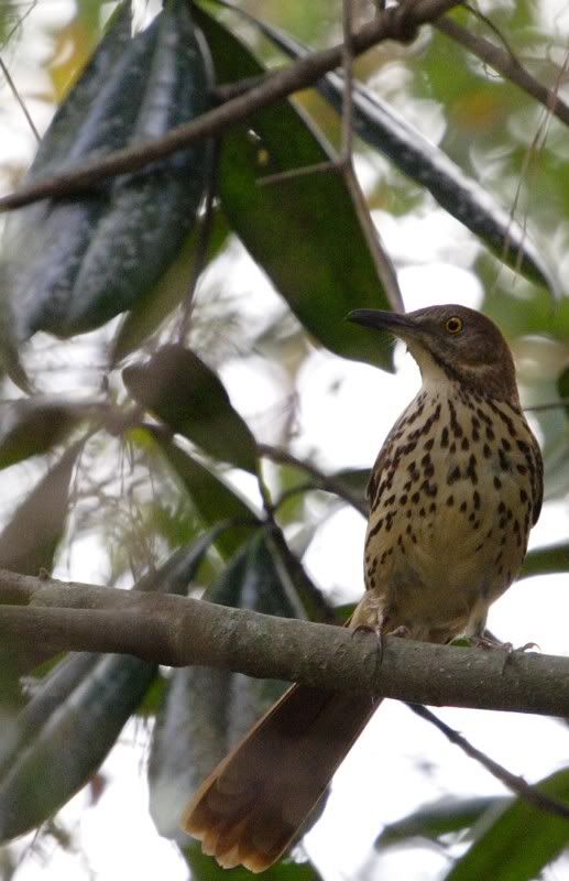 IMAGE: http://i162.photobucket.com/albums/t260/JDSKATE/IMG_1151brownthrasheredit.jpg