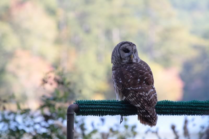 IMAGE: http://i162.photobucket.com/albums/t260/JDSKATE/IMG_4785barredowl1resize.jpg