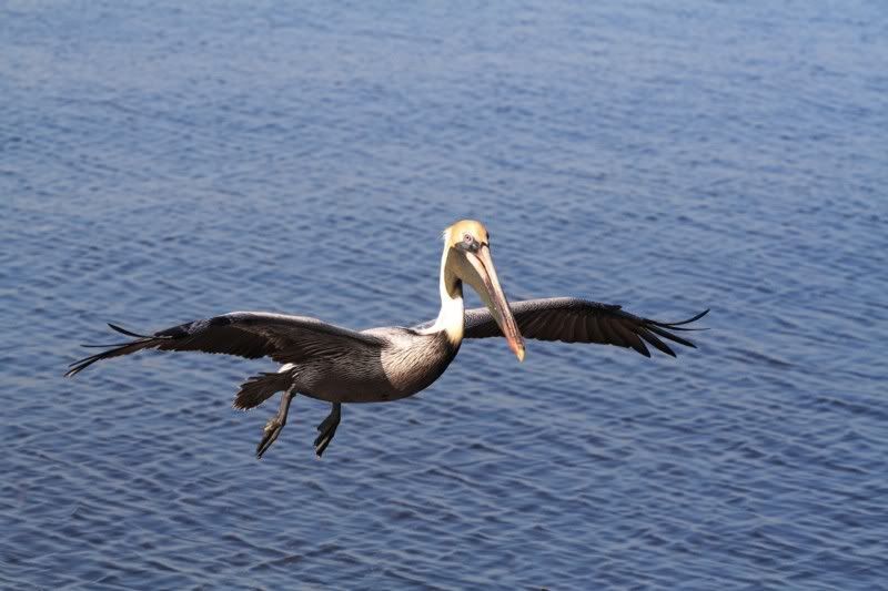 IMAGE: http://i162.photobucket.com/albums/t260/JDSKATE/IMG_9854BiF.jpg