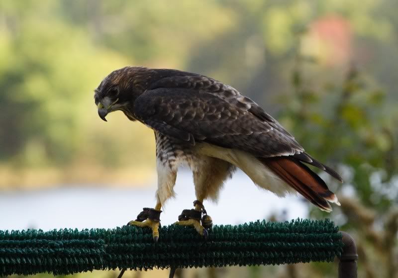 IMAGE: http://i162.photobucket.com/albums/t260/JDSKATE/RTHedit1resize.jpg