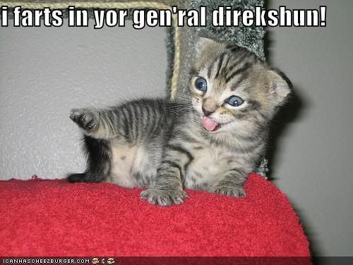 funny-pictures-farting-kitten.jpg