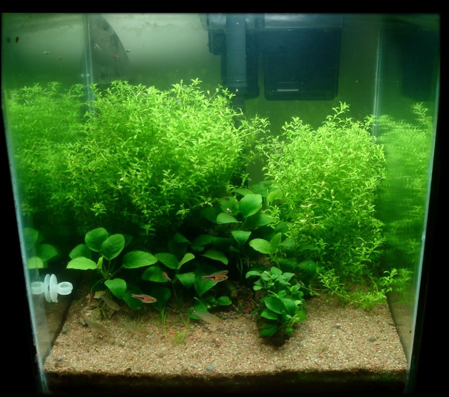 Rain Forest 7g Nano Aquascaping World Forum