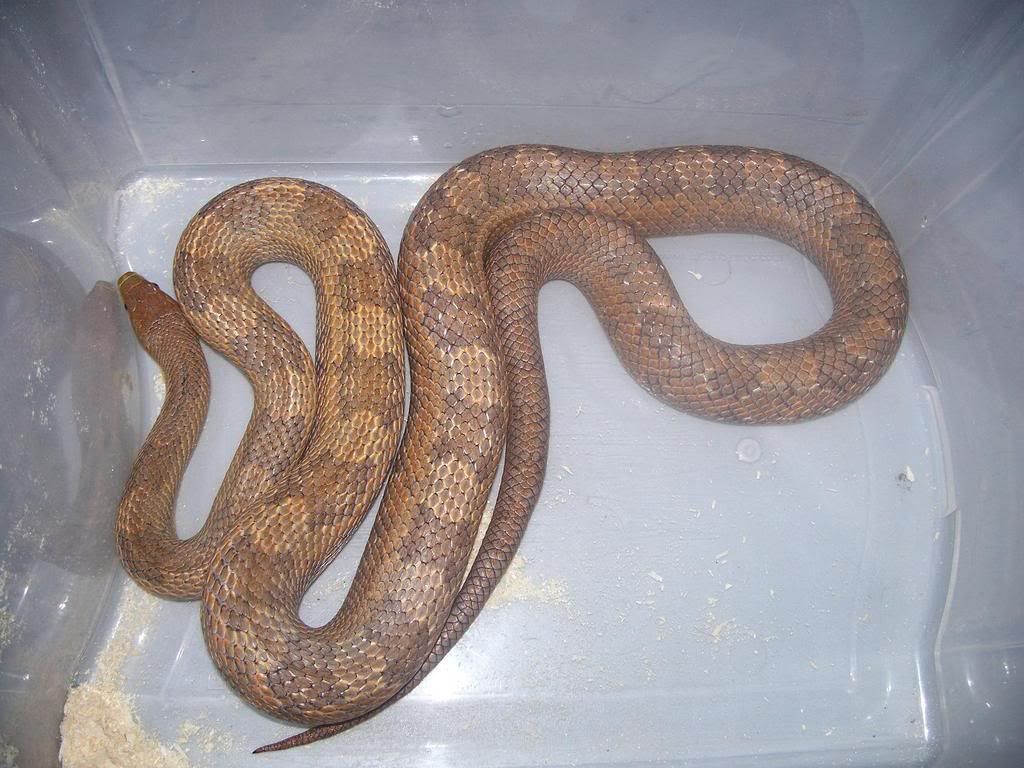 Rat Snakes (grey / hybrids) Reptile Forums