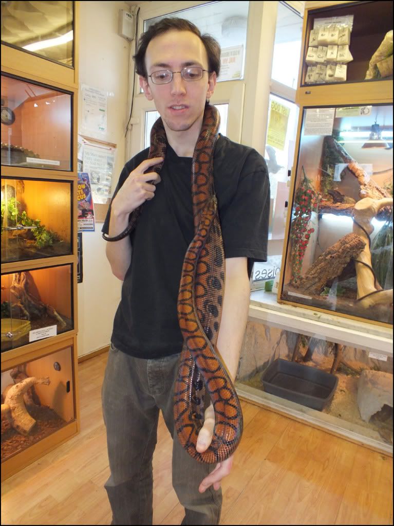 13+ Brazilian Rainbow Boa For Sale South Africa Gif