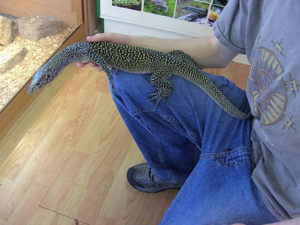 monitor lizards Reptile Forums
