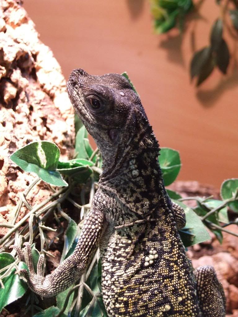 Large Enclosure Build - Sailfin Dragons (Finished!) - Reptile Forums