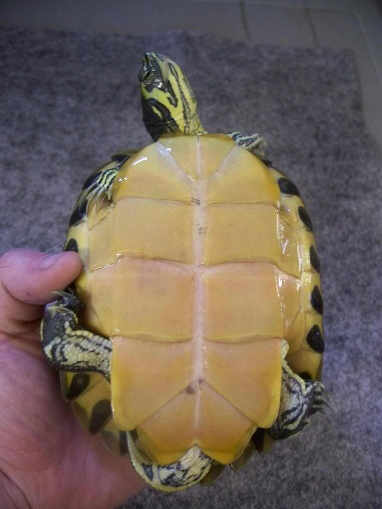 Cooter Needs Rehoming! (South Wales) Reptile Forums