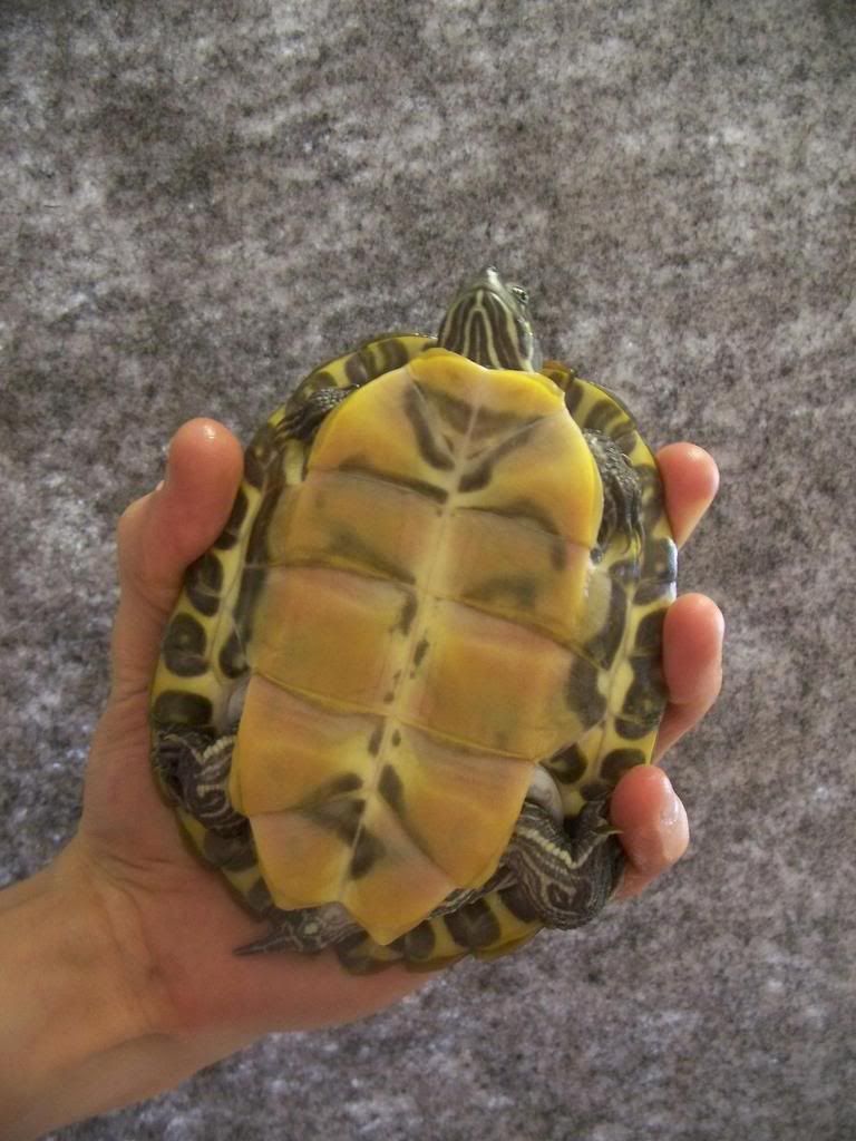 Cooter Needs Rehoming! (South Wales) Reptile Forums