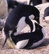 penguins mating Pictures, Images and Photos