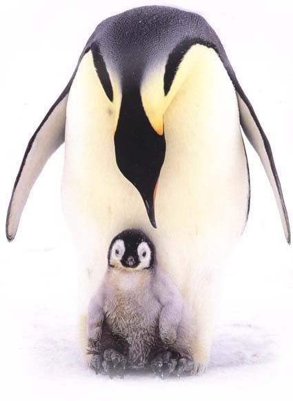 mommypenguinwithbaby.jpg mommy and baby penguin image by greenmissbell