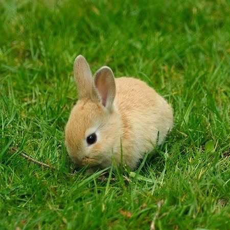 cute pictures of bunnies. Cute Bunnies