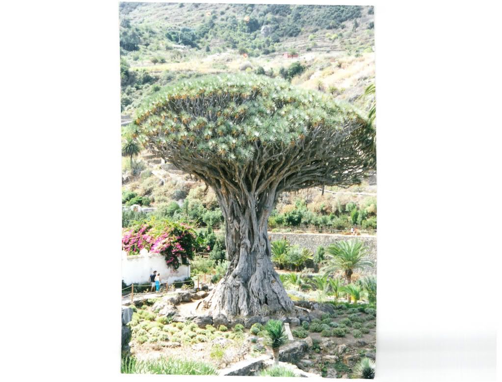 Dracenadraco.jpg