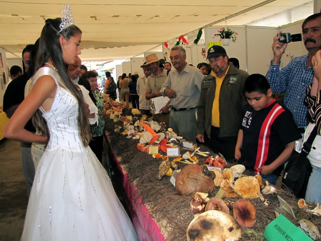 12th La Feria Del Hongo In Senguio Michoacan Mexico Now With Video Mushroom Hunting And 0590