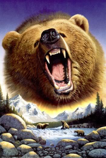 Grizzly bear Pictures, Images and Photos