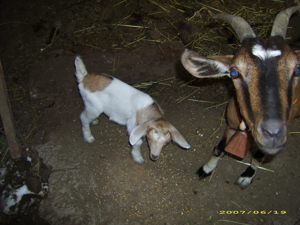 Goat Pics - Goats