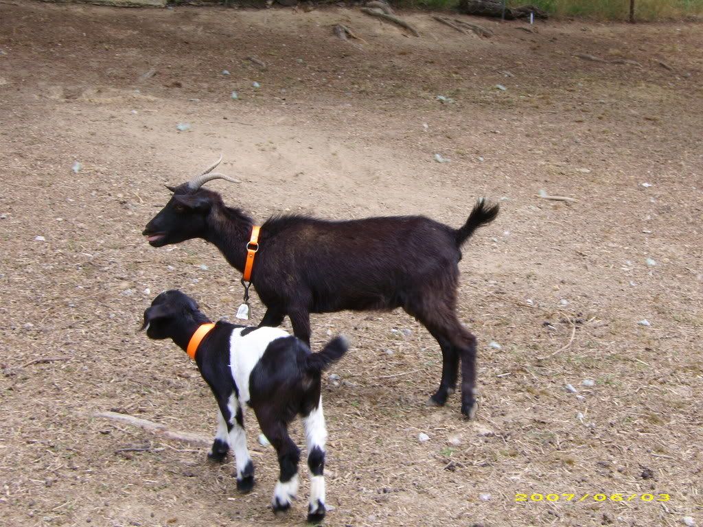 Goat Pics - Goats