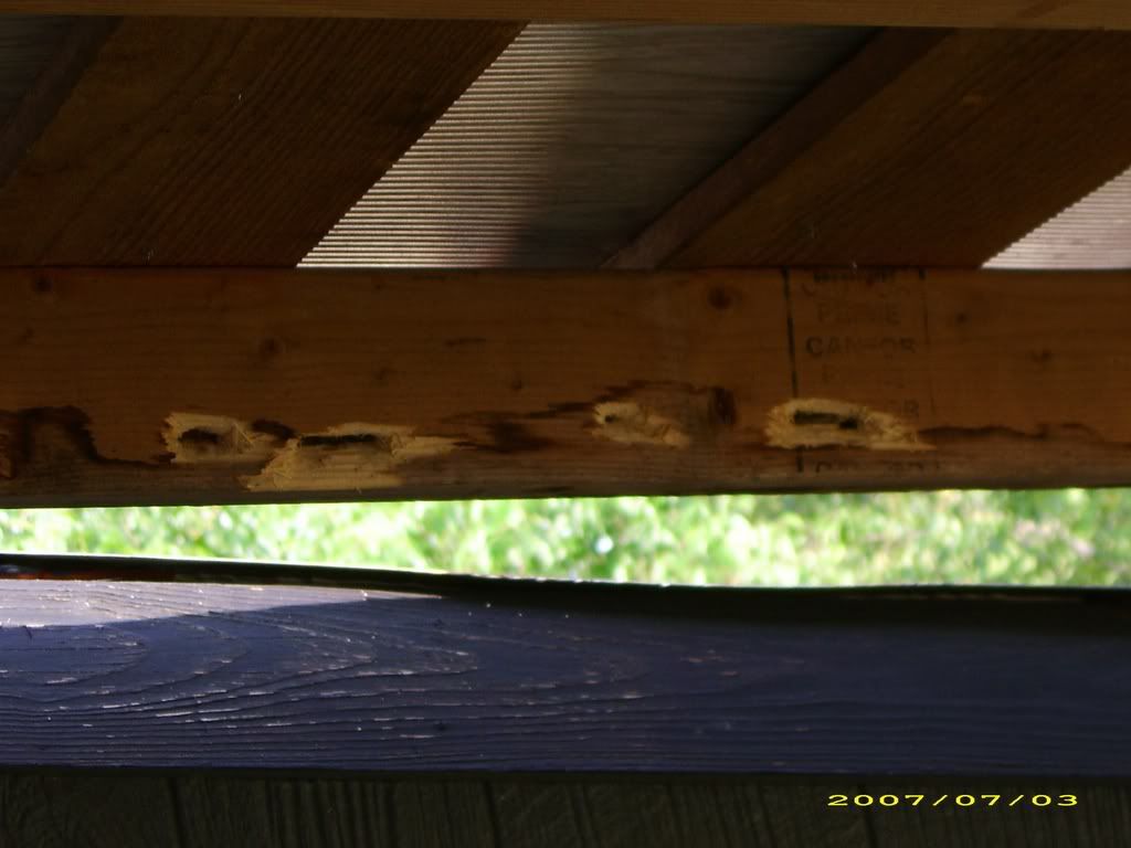 Boring Bees/Woodpecker problems! - Homesteading Questions