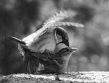 HousesparrowsDesktopResolution.jpg image by DanniaBG