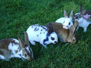 all mini rex rabbits! Pictures, Images and Photos