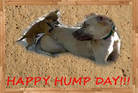 Dog Hump Pictures, Images and Photos