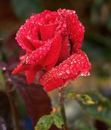 dewy flower photo: DEWY ROSE FLOWER-ROSE.jpg