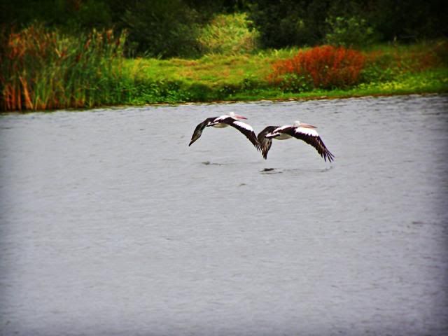 2pelicansinflight.jpg