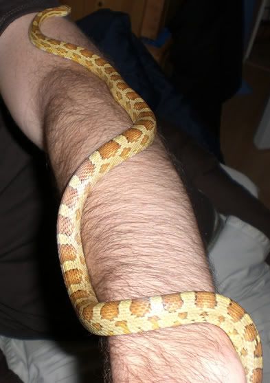 Freshly-Shed-02.jpg