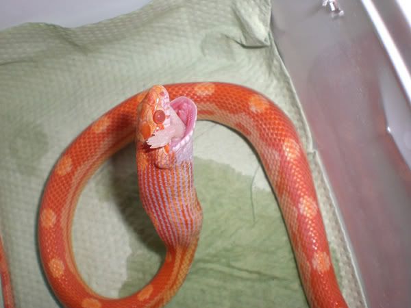 feeding-3-600x.jpg